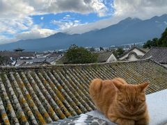 -喵屿·大理花园猫咖