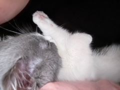 -欣宠猫屋·矮脚拿破仑·蓝金金渐层