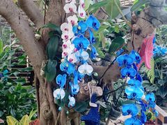 -北京植物园-展览温室