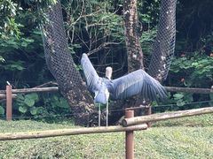 -深圳野生动物园