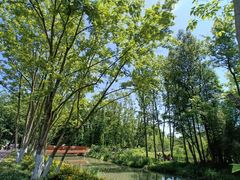 -桤木河湿地公园