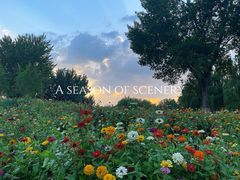 -长白岛森林公园