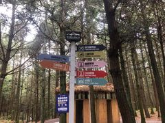 -重庆睡佛山森林公园