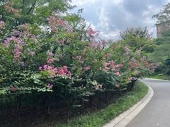 -青枫公园