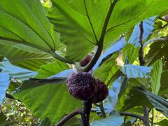 -墨尔本皇家植物园