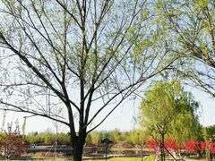 -永定河休闲森林公园