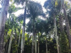 -深圳仙湖植物园