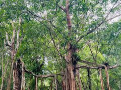 -中国科学院西双版纳热带植物园