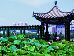 -莲花池公园