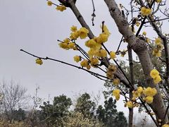 -无锡梅园公园