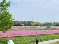 -花开海上生态园
