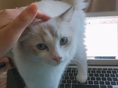 -猫大福·Fortune Cat猫舍(百子湾店)
