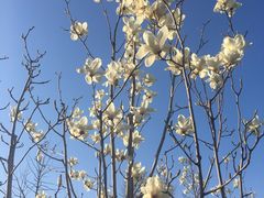 -北门涮肉·炭火铜锅涮肉(什刹海店)