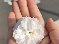 -八大山人梅湖景区