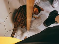 猫咪咖啡-有何Book(六堰体育馆店)