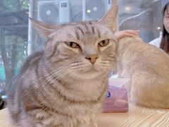 -猫咪派对(江南西店)