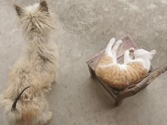 -爱侣宠医·鹦鹉专科·小型哺乳类·异宠专科(灵石路店)