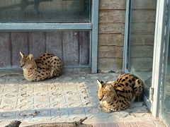 -西霞口神雕山野生动物世界