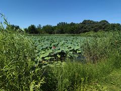 -大兴滨河森林公园