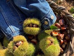 陈记糖炒栗子-陈记栗子(长宁路店)