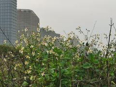 -海沧湾公园