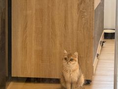 -有喵·猫咖·狗咖·30几只猫10只小狗(岗厦店)