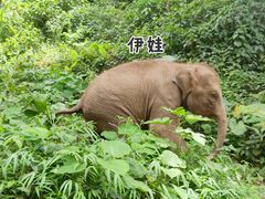 -野象谷景区