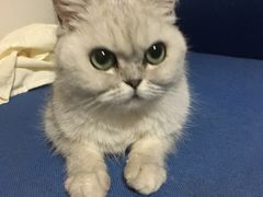 -美联众合动物医院·24h转诊中心