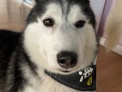 -Husky Go! 哈士奇体验馆·宠物咖啡厅狗咖