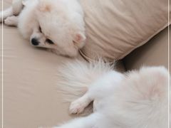 -怪兽屋·羊驼·猫咖·狗咖(俊华广场店)