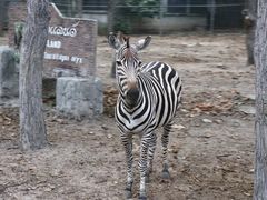 -清迈夜间动物园