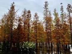 -白鹭湾湿地公园