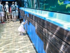 -悉尼海洋生物水族馆