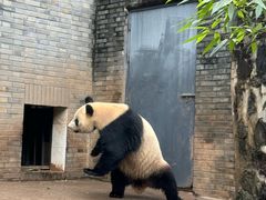 -都江堰中华大熊猫苑