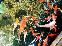 -聚缘堂·海鲜私房菜(松岭路店)