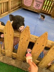 -萌宠亲子动物乐园(槐房万达店)