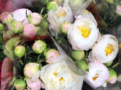 -循礼门鲜花花市(武汉循礼门店)