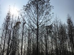 -桤木河湿地公园