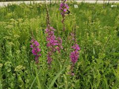 -三五九旅屯垦纪念馆