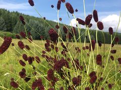 -塞罕坝国家级自然保护区