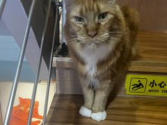 -MOCHA明星猫咖(田子坊店)