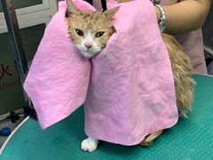 -达爱动物医院·犬猫分区·CT·复杂眼科(远洋山水分院)
