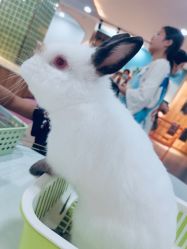-Moni星球萌宠·小马宝莉·灵蛇·高端高阶全萌宠互动体验俱乐部(红豆国际广场店)