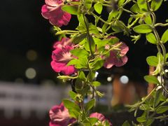 -Local泰莲庭(虹鳟鱼店)