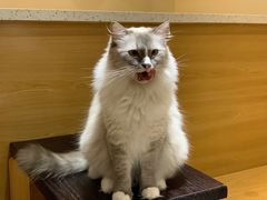 -滚猫咖啡·猫咖·猫友好撸猫(未来城店)