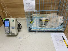 -联合动物医院(光谷诊疗中心)