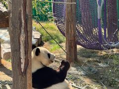 -西霞口神雕山野生动物世界