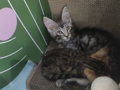 -瑞鹏瑞爱宠物医院·全科·猫科·血液透析中心(龙头寺店)