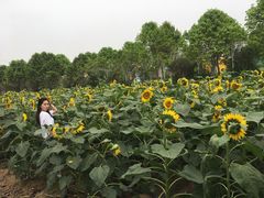 -百万葵园