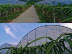 -海堤葡萄园中小学生研学基地